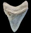 Serrated, Fossil Megalodon Tooth - Georgia #78069-2